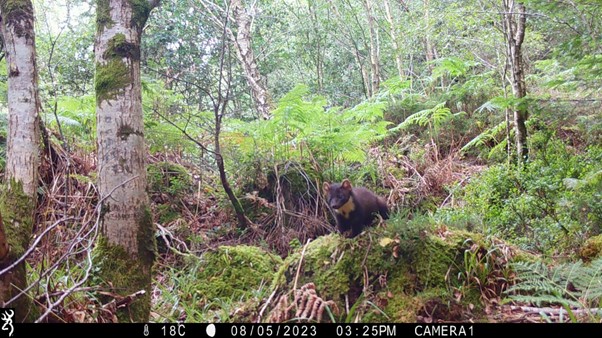 Pine marten captured by a trail camera in Clara Vale, Co. Wicklow